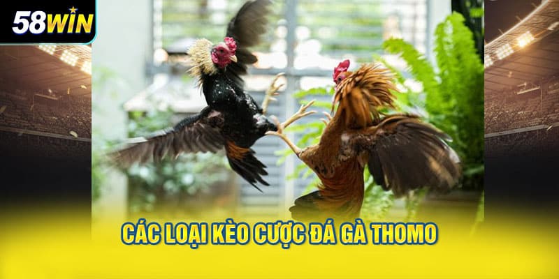Các Loại Kèo Cược Đá Gà Thomo