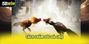 Cách chăm sóc gà chọi