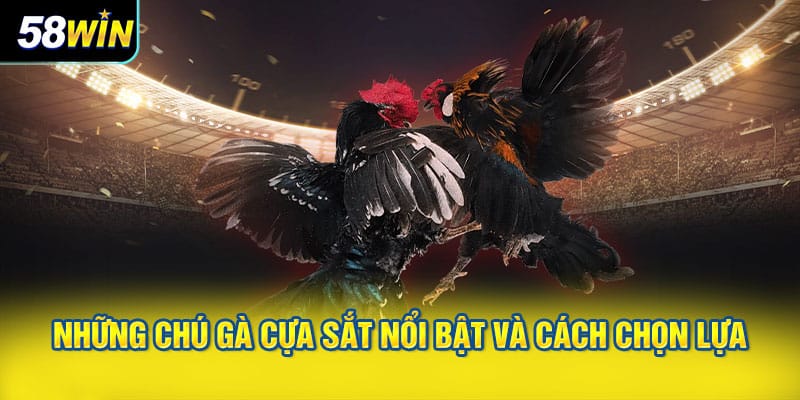 Những chú gà cựa sắt nổi bật và cách chọn lựa