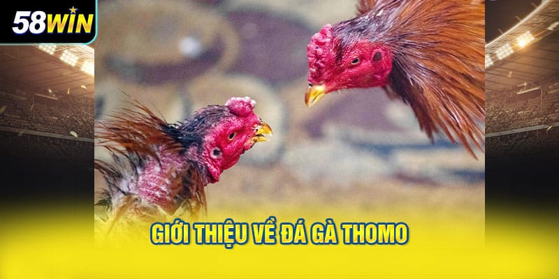 Giới Thiệu Về Đá Gà Thomo