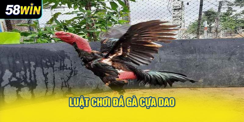 Luật chơi đá gà cựa dao